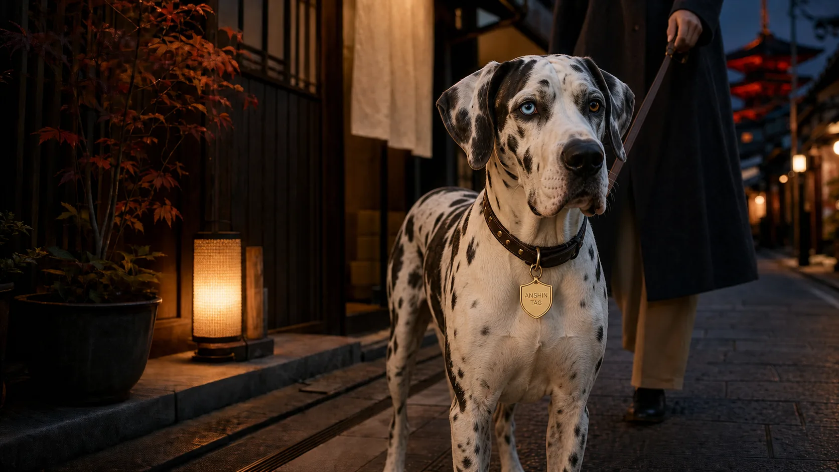 Harlequin Great Dane with heterochromia wearing an Anshin Tag in Tokyo